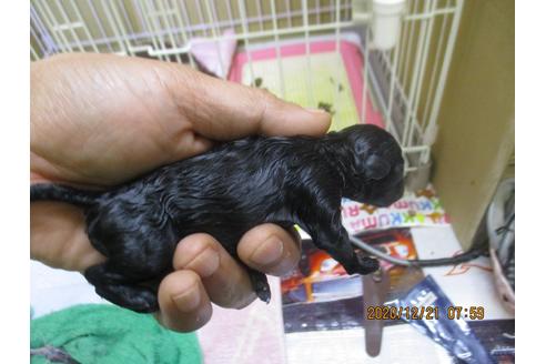 成約済の大阪府のティーカッププードル-117049の8枚目