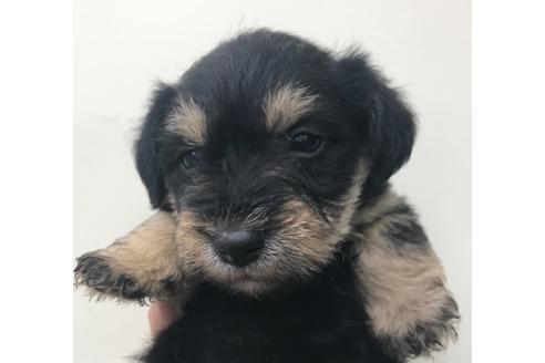 成約済の北海道のミックス犬-117051