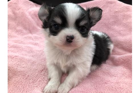 成約済の京都府のチワワ(ロングコート)-117052の3枚目