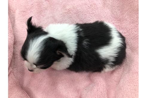 成約済の京都府のチワワ(ロングコート)-117052の4枚目