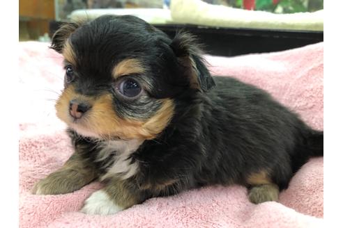 成約済の京都府のチワワ(ロングコート)-117053の4枚目