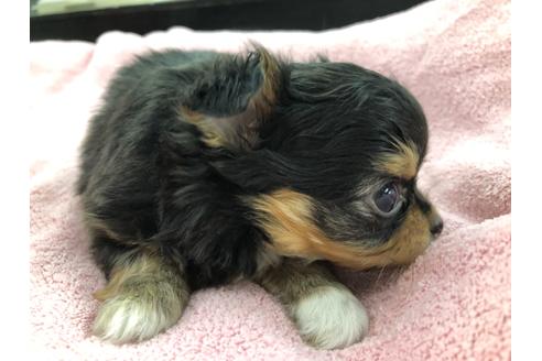 成約済の京都府のチワワ(ロングコート)-117053の5枚目