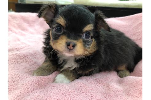 成約済の京都府のチワワ(ロングコート)-117053の3枚目