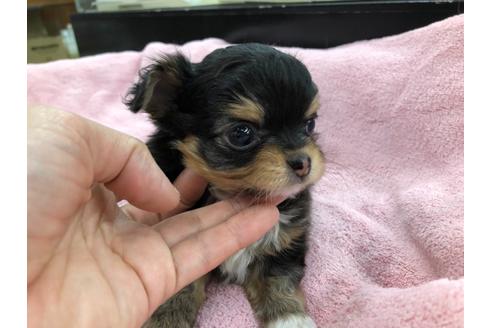 成約済の京都府のチワワ(ロングコート)-117053の2枚目