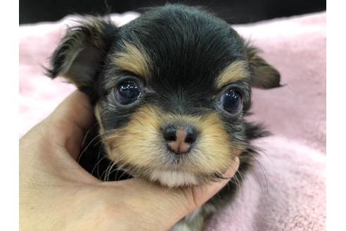 成約済の京都府のチワワ(ロングコート)-117053の1枚目