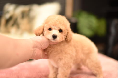 成約済の茨城県のトイプードル-115033の6枚目