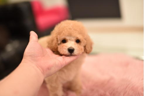 成約済の茨城県のトイプードル-115033の3枚目