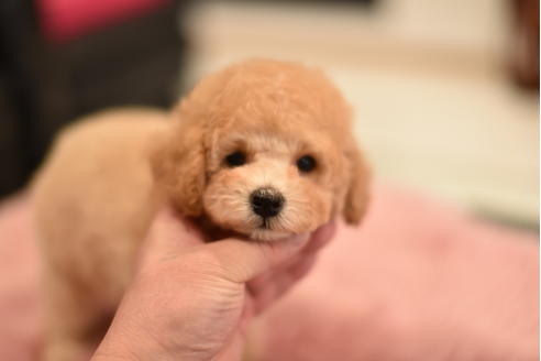 成約済の茨城県のトイプードル-115033の2枚目