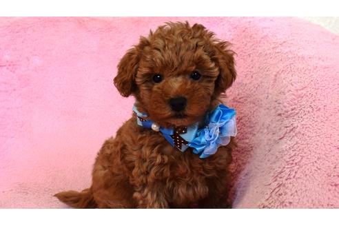 千葉県のトイプードル 男の子 11 04生まれ かわいいお顔です 子犬id ブリーダーナビ