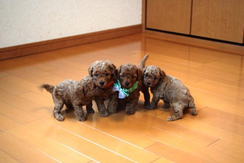 千葉県のトイプードル 女の子 10 31生まれ とても人を慕う子になりました 子犬id ブリーダーナビ