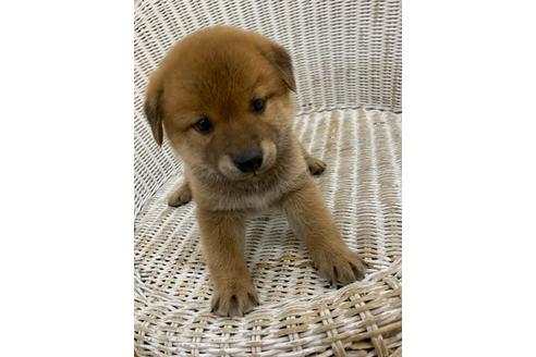 成約済の北海道のミックス犬-117102の1枚目