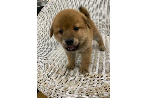 成約済の北海道のミックス犬-117102の3枚目