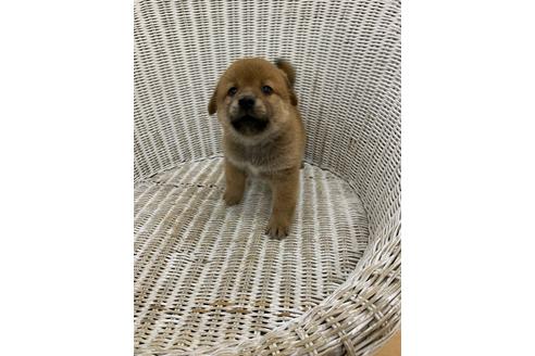 成約済の北海道のミックス犬-117102の2枚目