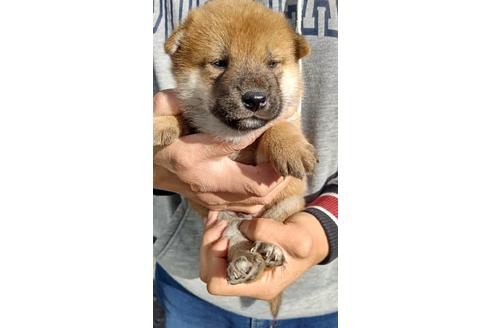 成約済の栃木県の柴犬-117122の1枚目