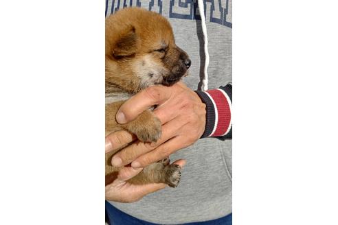 成約済の栃木県の柴犬-117122の6枚目