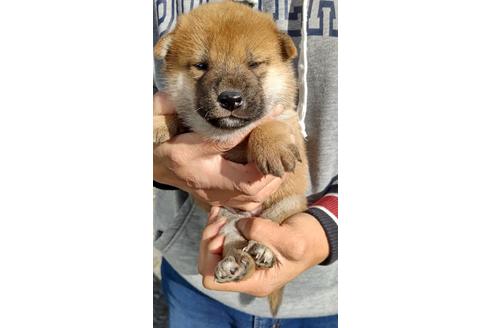 成約済の栃木県の柴犬-117122の4枚目