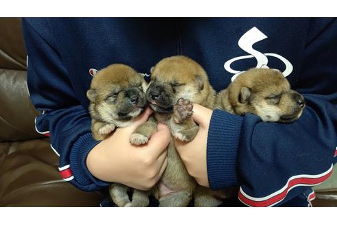 成約済の栃木県の柴犬-117126の11枚目