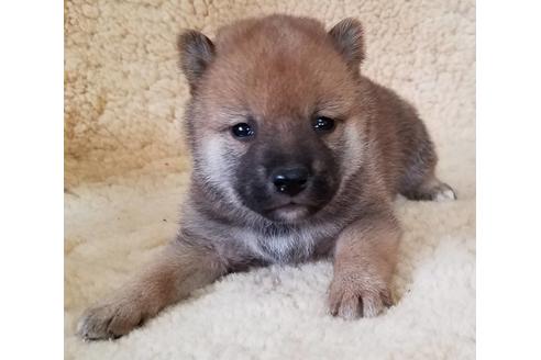 成約済の北海道の柴犬-117129