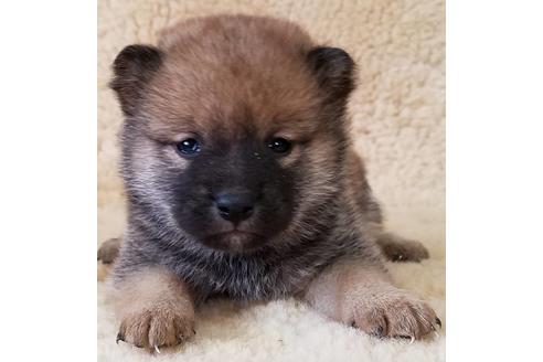 成約済の北海道の柴犬-117131の1枚目