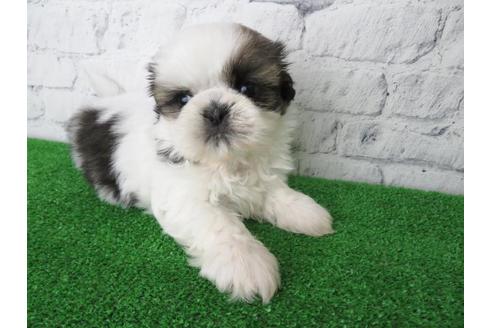 成約済の大阪府のシーズー-117138