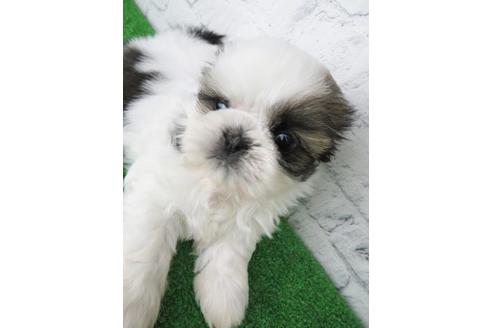 成約済の大阪府のシーズー-117138の6枚目