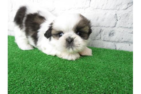 成約済の大阪府のシーズー-117138の3枚目