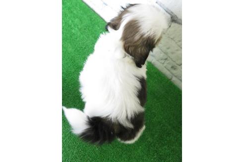 成約済の大阪府のシーズー-117138の2枚目