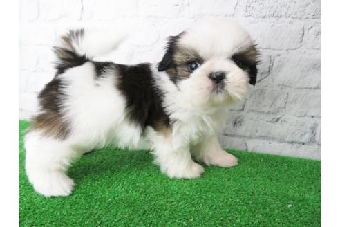 成約済の大阪府のシーズー-117139の1枚目