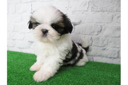 成約済の大阪府のシーズー-117139の3枚目