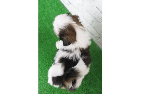 成約済の大阪府のシーズー-117139の2枚目