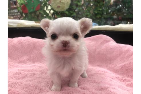 成約済の京都府のチワワ(ロングコート)-117157の1枚目