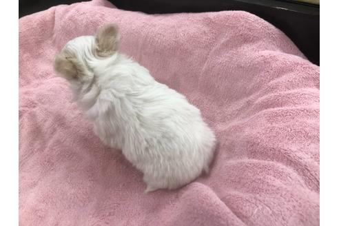 成約済の京都府のチワワ(ロングコート)-117157の4枚目