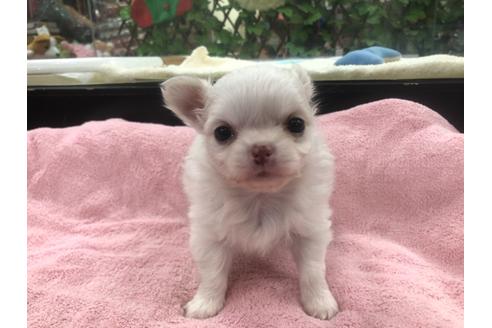 成約済の京都府のチワワ(ロングコート)-117157の3枚目