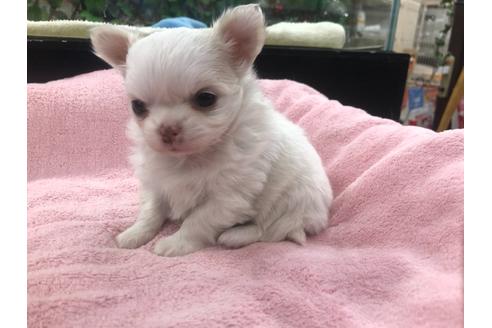 成約済の京都府のチワワ(ロングコート)-117157の2枚目