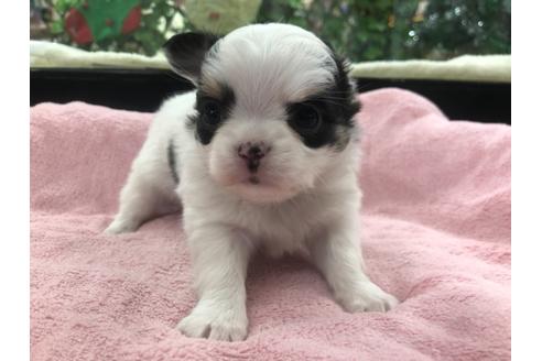 成約済の京都府のチワワ(ロングコート)-117158の1枚目