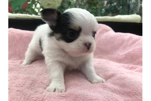 成約済の京都府のチワワ(ロングコート)-117158の4枚目