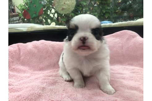 成約済の京都府のチワワ(ロングコート)-117158の3枚目