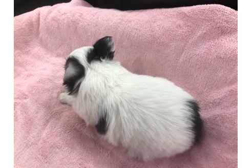 成約済の京都府のチワワ(ロングコート)-117158の2枚目