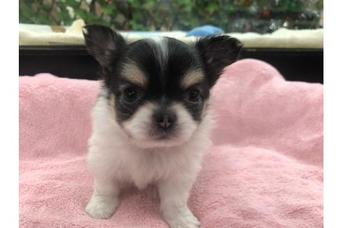 成約済の京都府のチワワ(ロングコート)-117160の1枚目