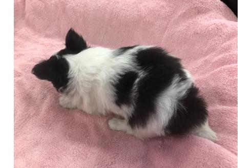 成約済の京都府のチワワ(ロングコート)-117160の4枚目