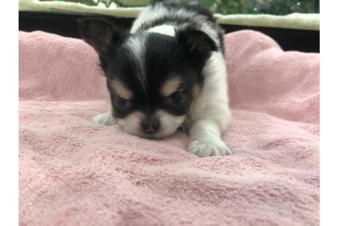 成約済の京都府のチワワ(ロングコート)-117160の2枚目