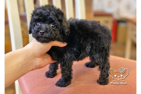 成約済の愛知県のトイプードル-117163の5枚目