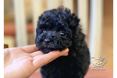 成約済の愛知県のトイプードル-117163の4枚目