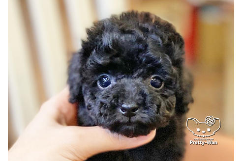 成約済の愛知県のトイプードル-117163