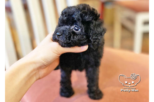 成約済の愛知県のトイプードル-117163の2枚目