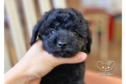 成約済の愛知県のトイプードル-117165