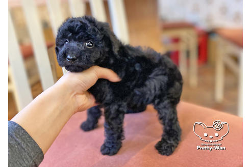 成約済の愛知県のトイプードル-117165の2枚目