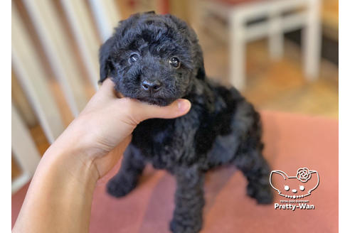 成約済の愛知県のトイプードル-117165の3枚目