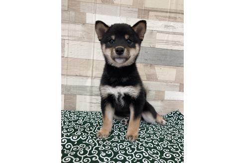 成約済の愛媛県の柴犬-113287の1枚目