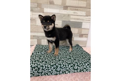 成約済の愛媛県の柴犬-113287の6枚目